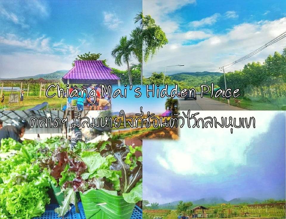 ตลาดปลอดสารพิษ